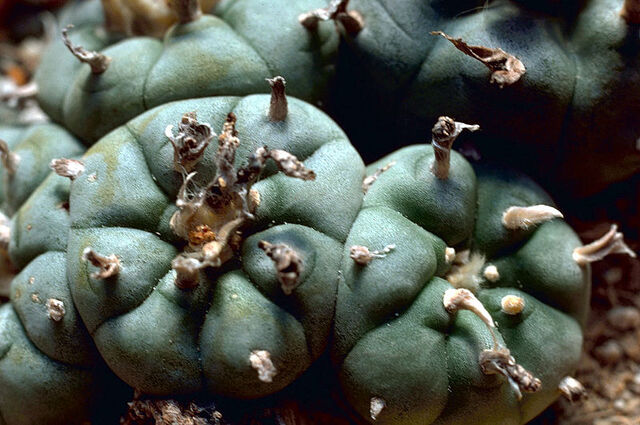 File:Peyote.jpg
