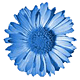 Marguerite bleue.gif