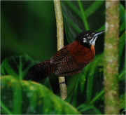 MI Bird