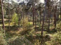 Veluweforest