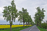 FruitTreeAvenue