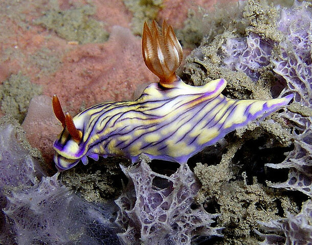 File:Sea slug nudibranch 21.jpg