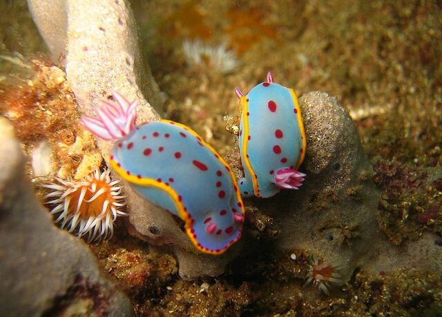 File:800px-Hypselodoris bennetti.jpg