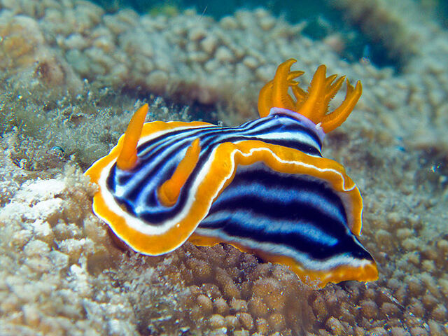 File:Chromodorismagnifica01.jpg