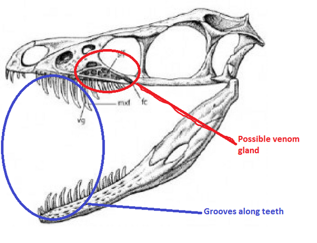 File:Sinornithosaurus skull.png