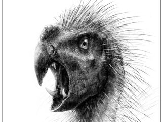 1-pegomastax-4 3 r560
