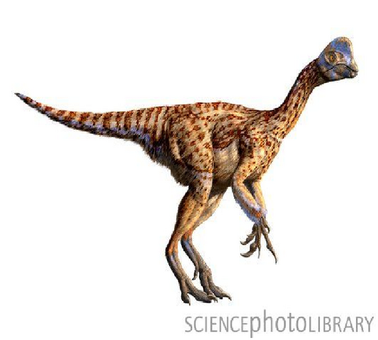 File:Oviraptor.png