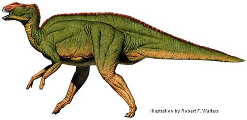 File:Walters hadrosaurus 510.jpg