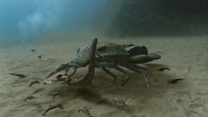 Pterygotus1
