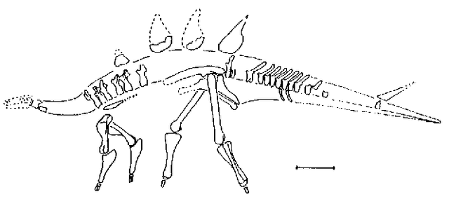 File:Lexovisaurus-skeleton.gif