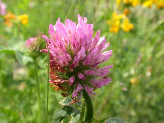 File:Clover Flower.jpg