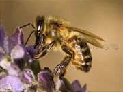 Honey-bee