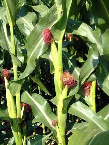 File:Corn on the Cob.jpg