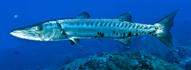 File:Greatbarracudagps.jpg
