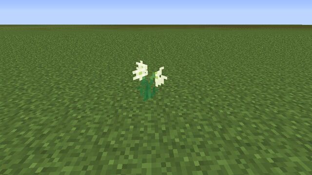 Plik:White Ammaryllis.jpg
