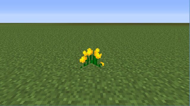 Plik:ButterCups.jpg