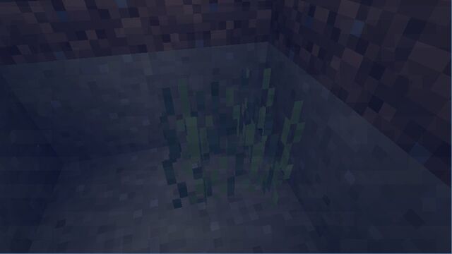 Plik:EelGrass.jpg