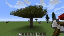 Acacia
