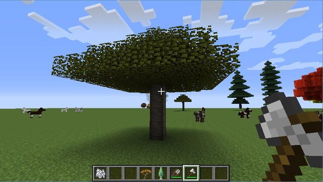 Plik:Acacia.jpg