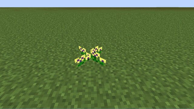 Plik:Pansy.jpg