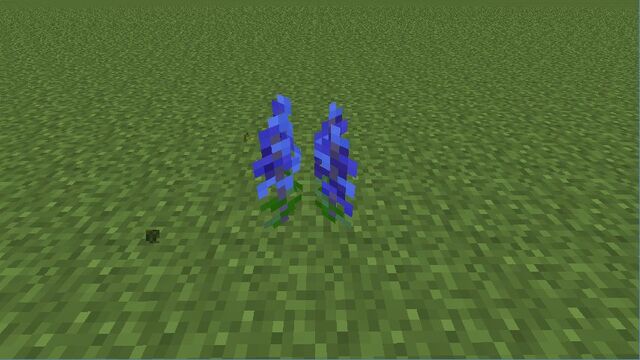 Plik:Delphinium Belladonna.jpg
