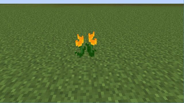 Plik:Tulip.jpg