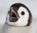 Plik:Photo-74452.png
