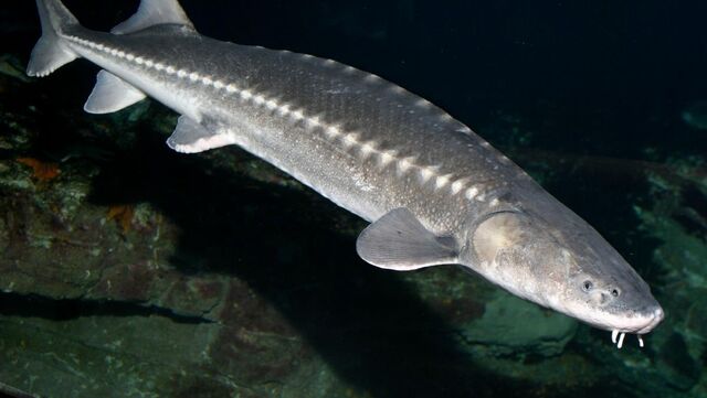 File:White-sturgeon.jpg