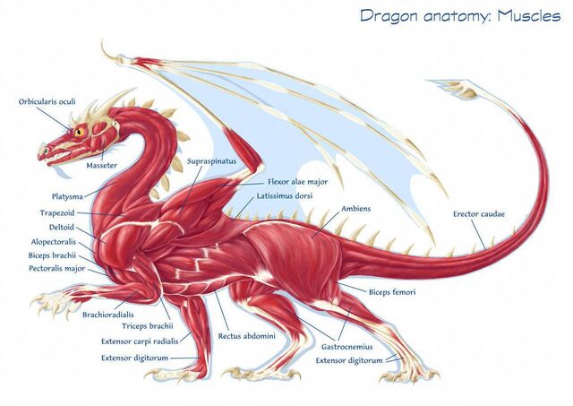 Archivo:Western-dragon-muscles.jpg