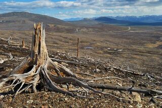 Deforestation