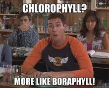 No chlorophyll