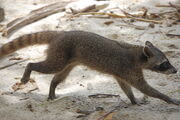 Crab-Eating Raccoon