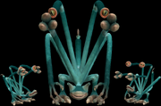 Grantaccha Spore