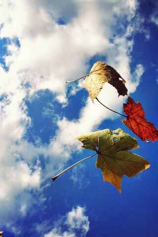 File:Leaves.jpg