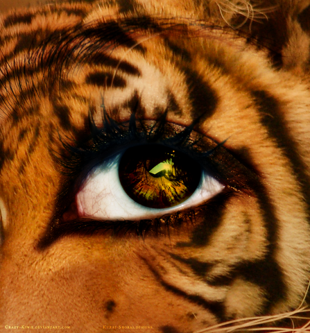 File:Eye of the tiger by crazy kiwii-d2yhfto.png