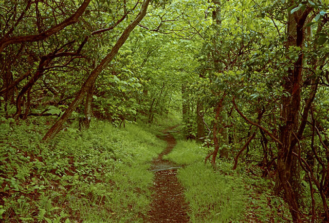 File:Appalachian trail1.jpg