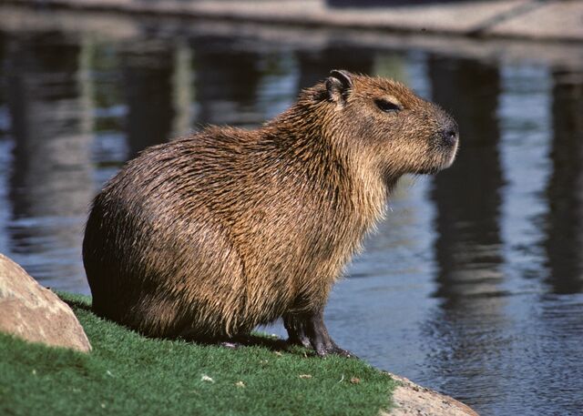 File:Capybara.jpg