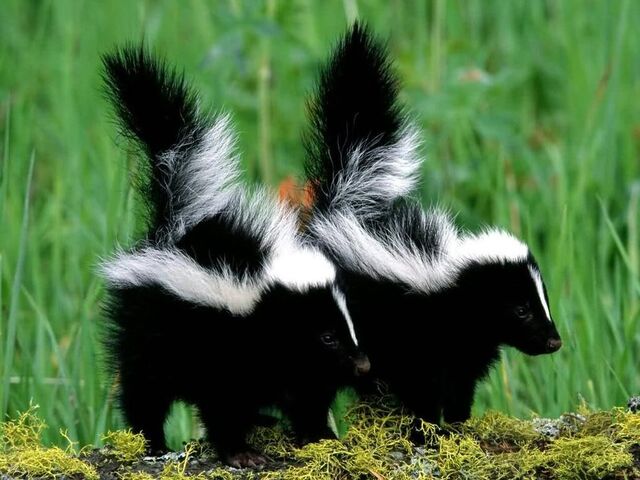 File:Baby Skunk.jpg