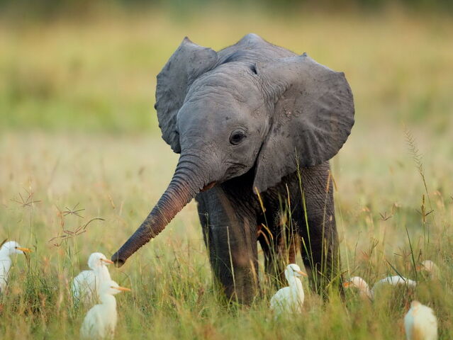 File:Baby-elephant.jpg