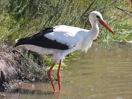 White Stork RWD