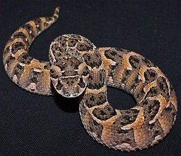 Puff-adder