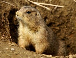 Prairie Dog Washington DC 1