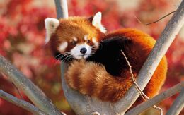 Red-panda