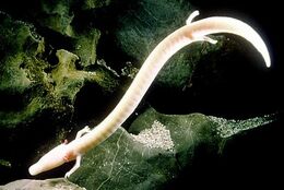 Olm-04