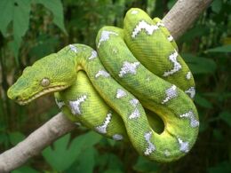 Emerald tree Boa