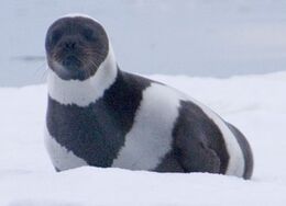 Ribbonseal 1