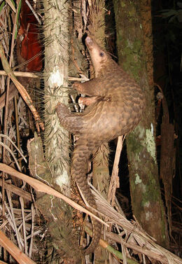 Pangolin borneo