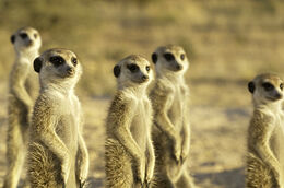 Meerkat-manor7