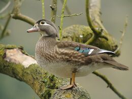 Female Wood Duck (Aix sponsa), Parc du Rouge-Cloître, Brussels