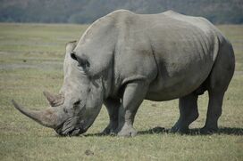 White Rhinoceros5